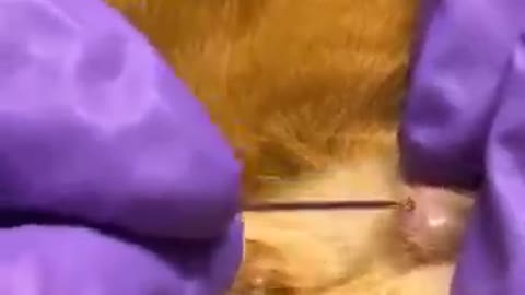 Cats Rescue - Giant Blackhead on Cat's Head