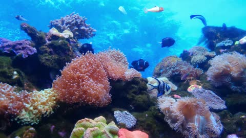 Marine life of fishes and corals underwater