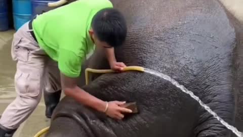 bathing the elephant 🥰🐘