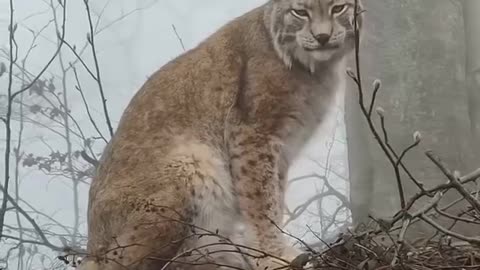 Lynx of Germany’s Harz Mountains