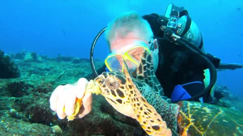Critically endangered sea turtle and young scuba diver are at one