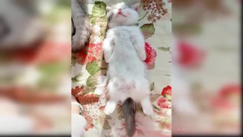 Baby Cats - Cute and Funny Cat Videos Compilatio | Aww Animals