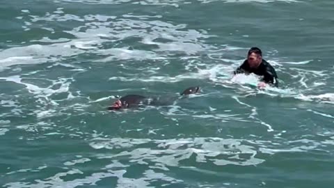 Sea Lion Chases Surfer