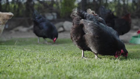 Chickens-eating-grass