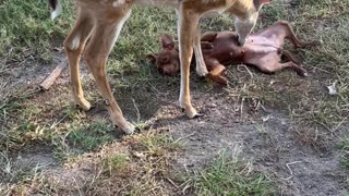 Deer Grooms A Dog