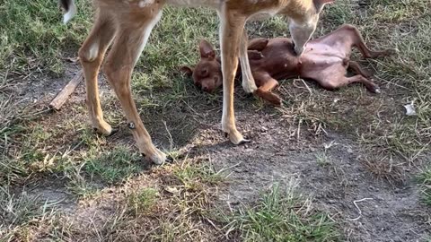 Deer Grooms A Dog