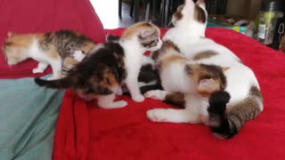 Cute kittens ❤️