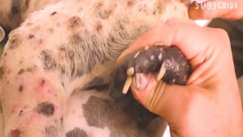 Eliminating Monster Mango worms From Helpless Dog ! Creature Rescue Video 2022