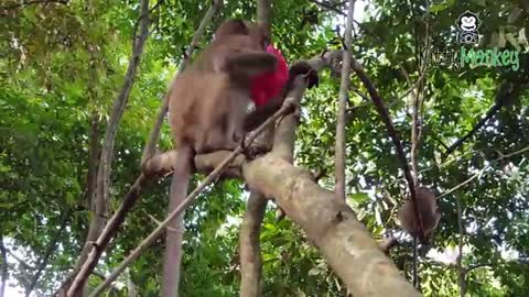 funny video monkey
