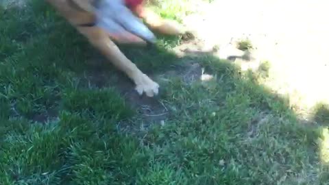 Duke the Golden gets a new toy... Hilarity ensues