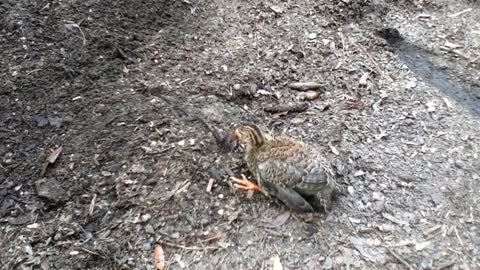 Attack of the Guinea Hen!