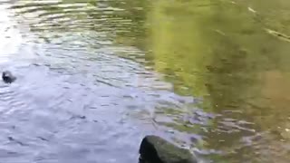 Swimming dogs