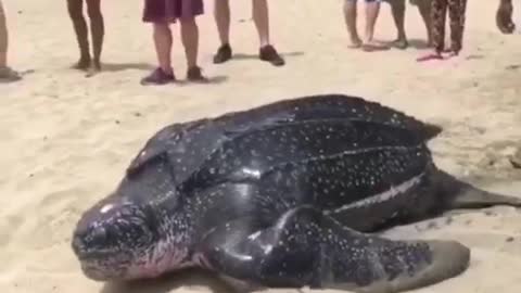 Leatherback Turtle On Beach