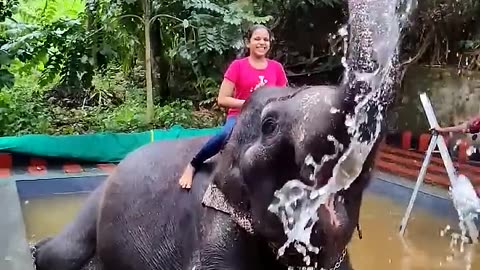 Thekkady- elephant shower