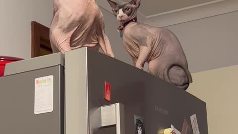 Sibling Sphynxes Duke It Out On Top Of The Fridge