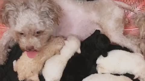 Puppies Poodle
