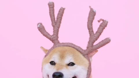 Funny and sweet dog-deer