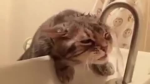 funny cat try to drink water