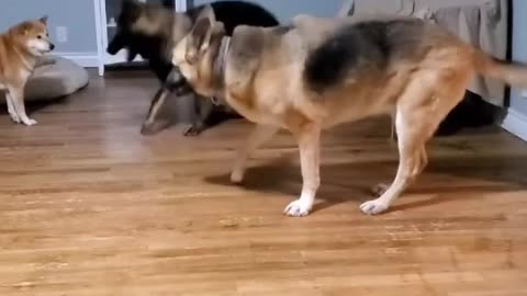 Two dog Quarrel in room.
