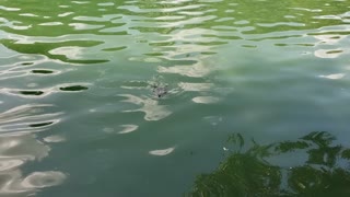 Fish and Turtles in Pond