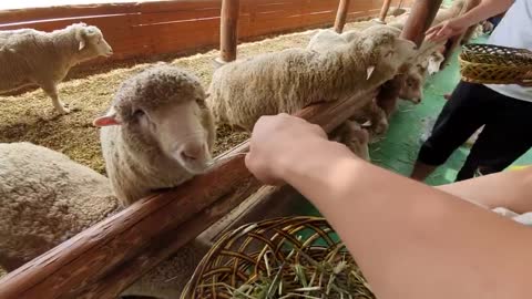 The experience of feeding sheep