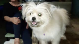 This Cute Puppy Claps Its Paws When She Wants To Be Picked Up