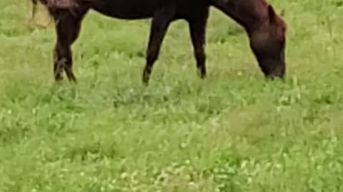 Horse Therapy The Lone Ranger