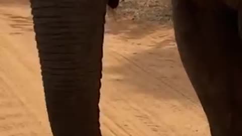 Elephant Eats Dropped Phone. The Absolute Devastation.