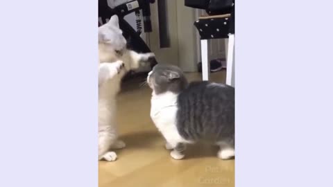 The cat is fighting with love😂😂😂very funny video must watch.