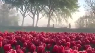 Beautiful flowers in the field