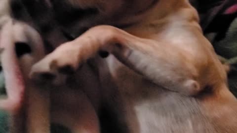 Cutest jack russell acting shy