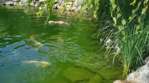 The dog is swimming in the pond