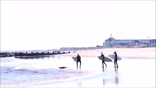 Three surfer guys following seal into water