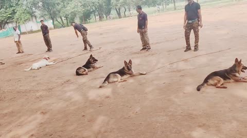 Dogs training