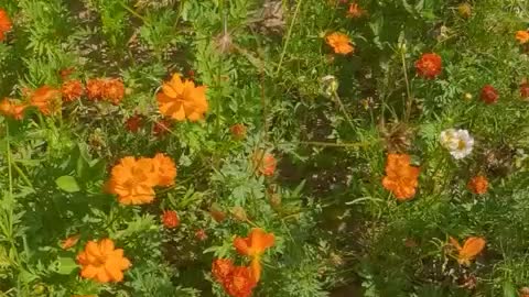 The wildflowers by the road are beautiful