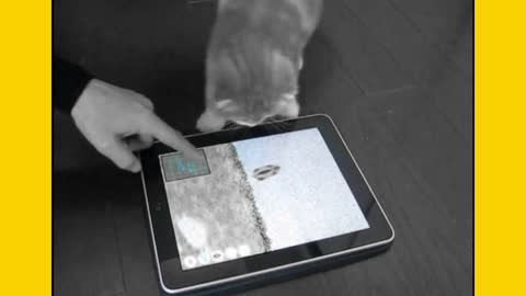 Funny Cat Video 2022 - Kittens Playing iPad