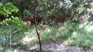 Doe with triplet fawns