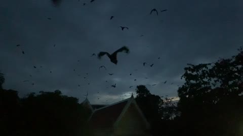 Dracula's Giant Bats in Thailand - Thousands take to the sky looking for food