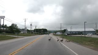 Canada Goose family crossing the road