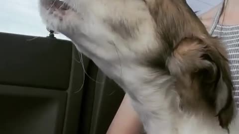 White borzoi dog sitting on passenger seat crying