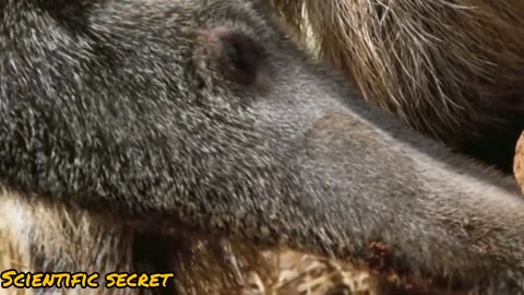 Unveiling the Secrets of the Giant Anteater 🐜🤫#GiantAnteater #WildlifeFacts #ScientificSecret