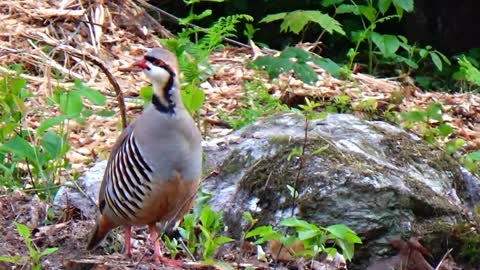 Chukar Partridge