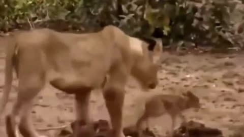 Heart-warming scene, the lioness takes in the antelope baby