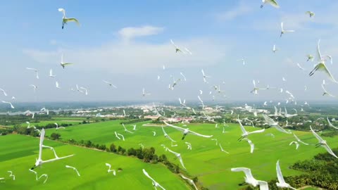 a flock of white storks, my hometown Vietnam