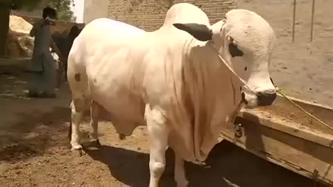 Beautiful giant cow ❤