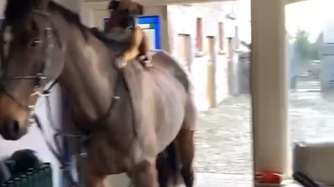 A Mysterious Horse Visits An Irish Household