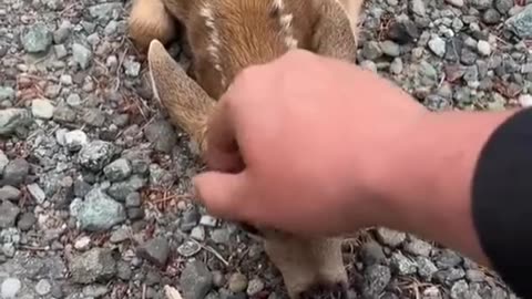 Friendly fawn comes to by forehead scratches.