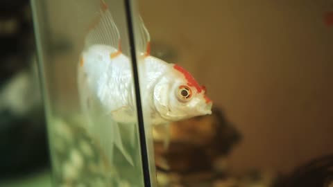 Goldfish floats in a muddy, dirty aquarium