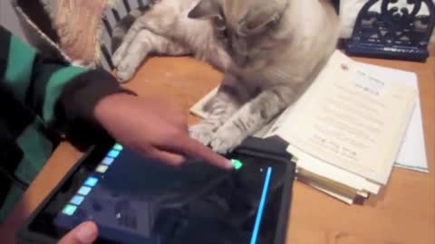 Gata juega juegos en el iPad durante un día lluvioso
