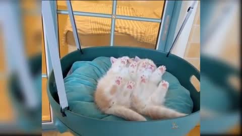 Baby Cats - Cute and Funny Cat Videos Compilation| Animals: